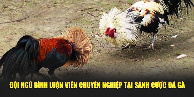 Đội ngũ bình luận viên chuyên nghiệp tại sảnh cược đá gà