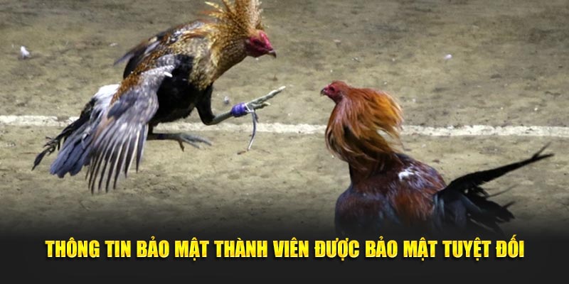 Thông tin bảo mật thành viên được bảo mật tuyệt đối