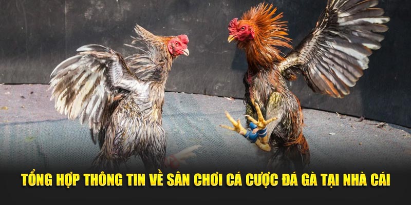 Tổng hợp thông tin về sân chơi cá cược đá gà tại nhà cái